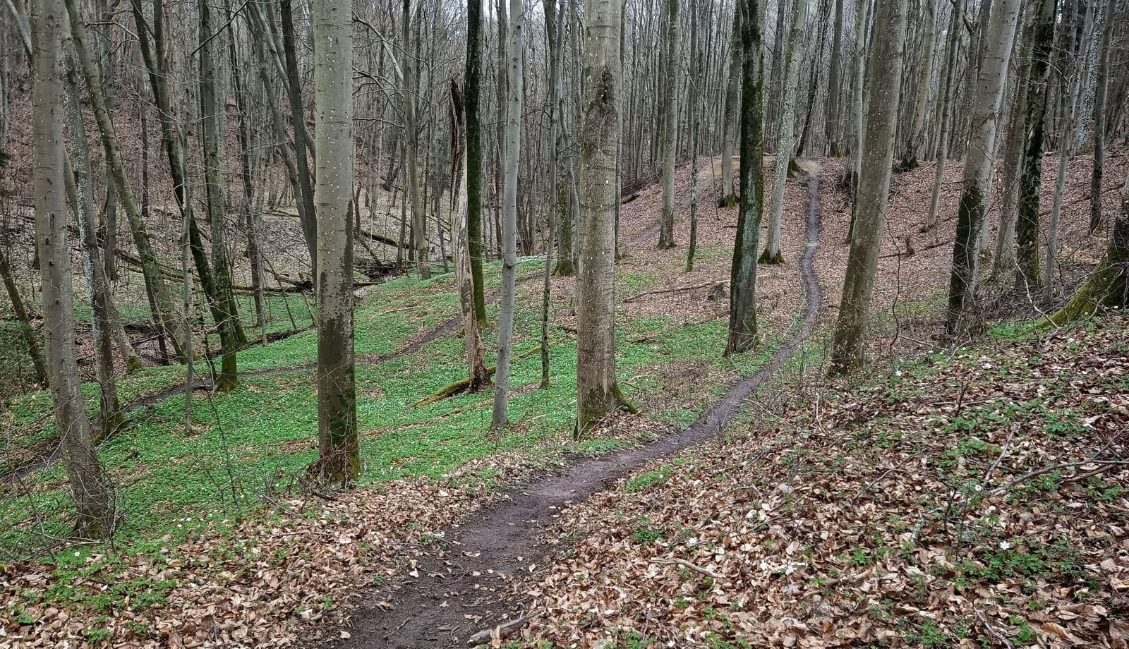 Elbląski Bikepark Truso — zdjęcie 14