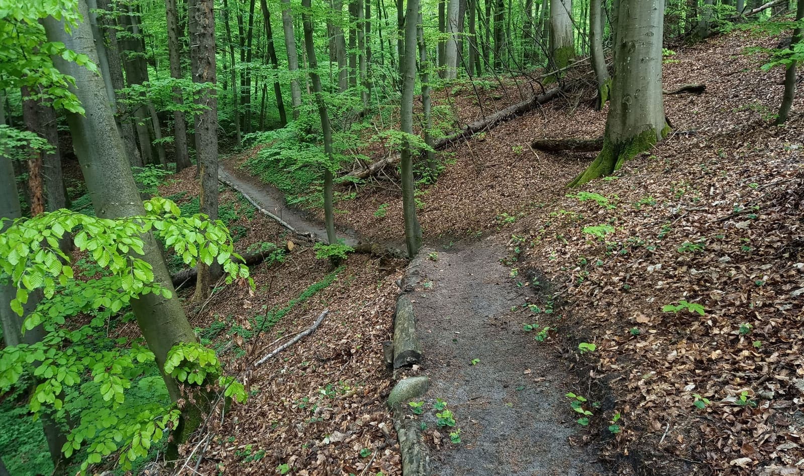 Elbląski Bikepark Truso — zdjęcie 30