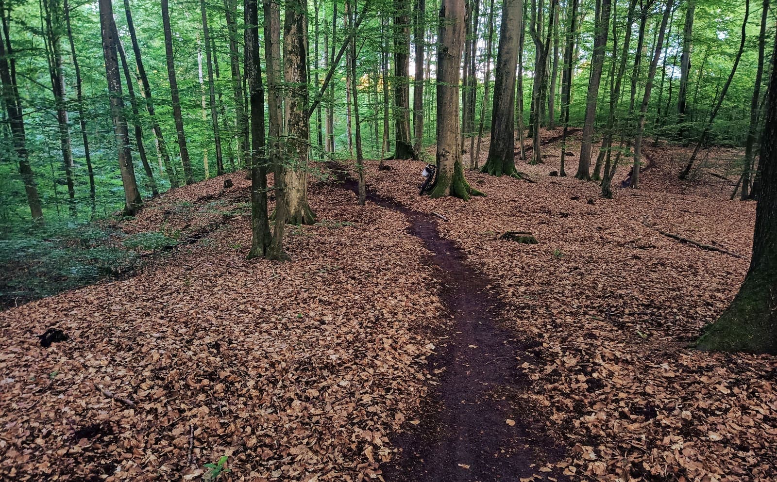 Elbląski Bikepark Truso — zdjęcie 25
