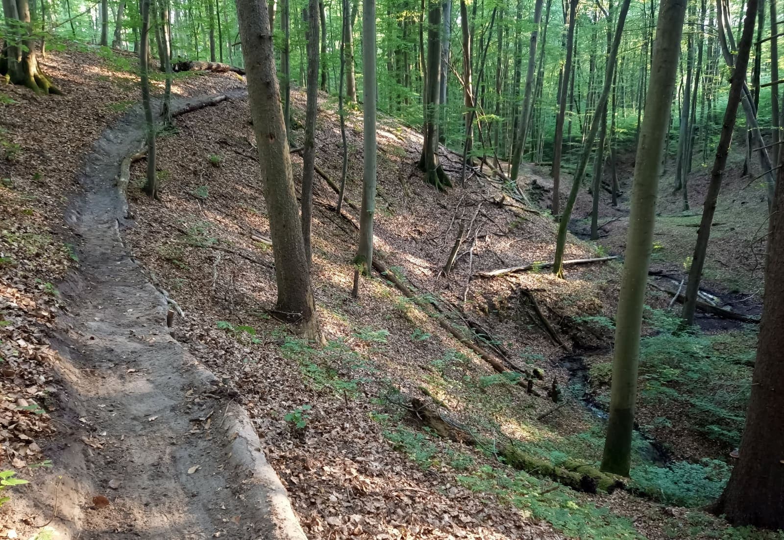 Elbląski Bikepark Truso — zdjęcie 26