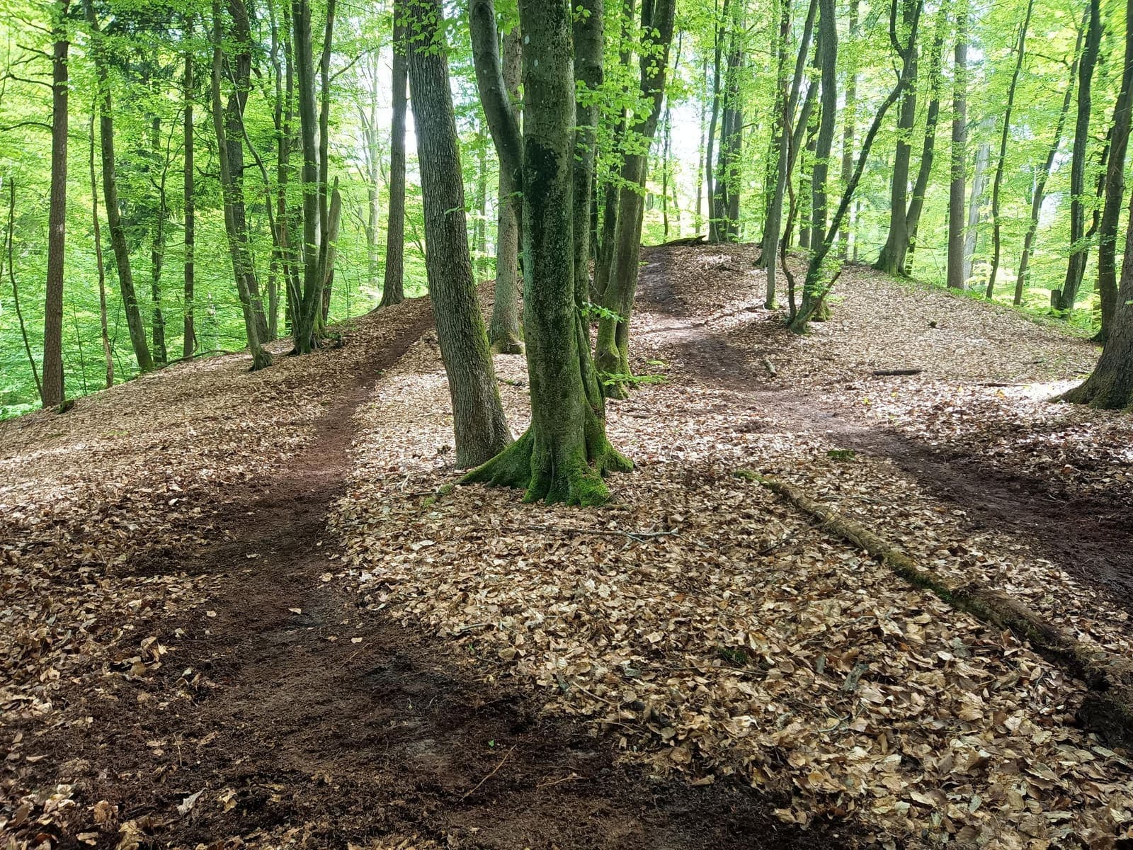Elbląski Bikepark Truso — zdjęcie 12