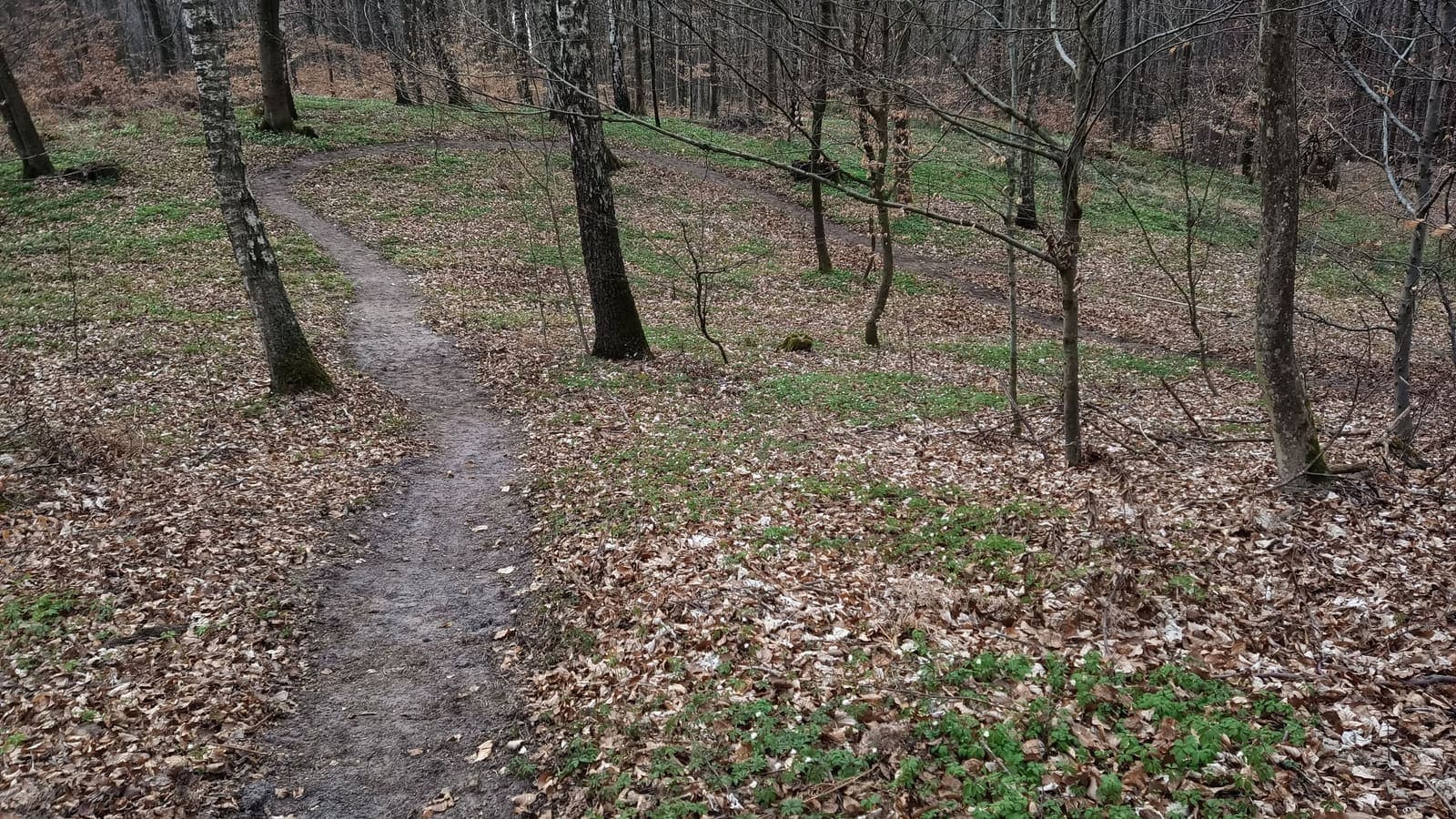 Elbląski Bikepark Truso — zdjęcie 19