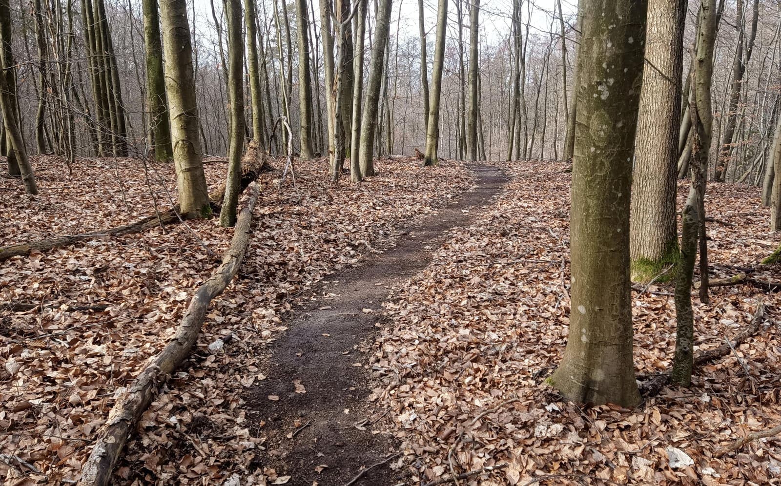 Elbląski Bikepark Truso — zdjęcie 23