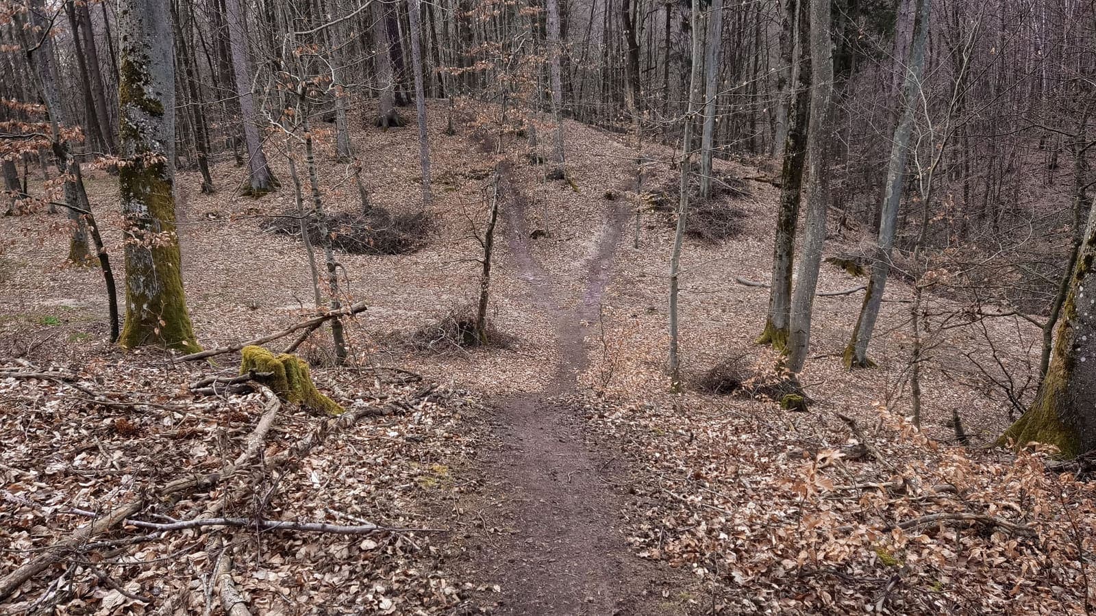 Elbląski Bikepark Truso — zdjęcie 18