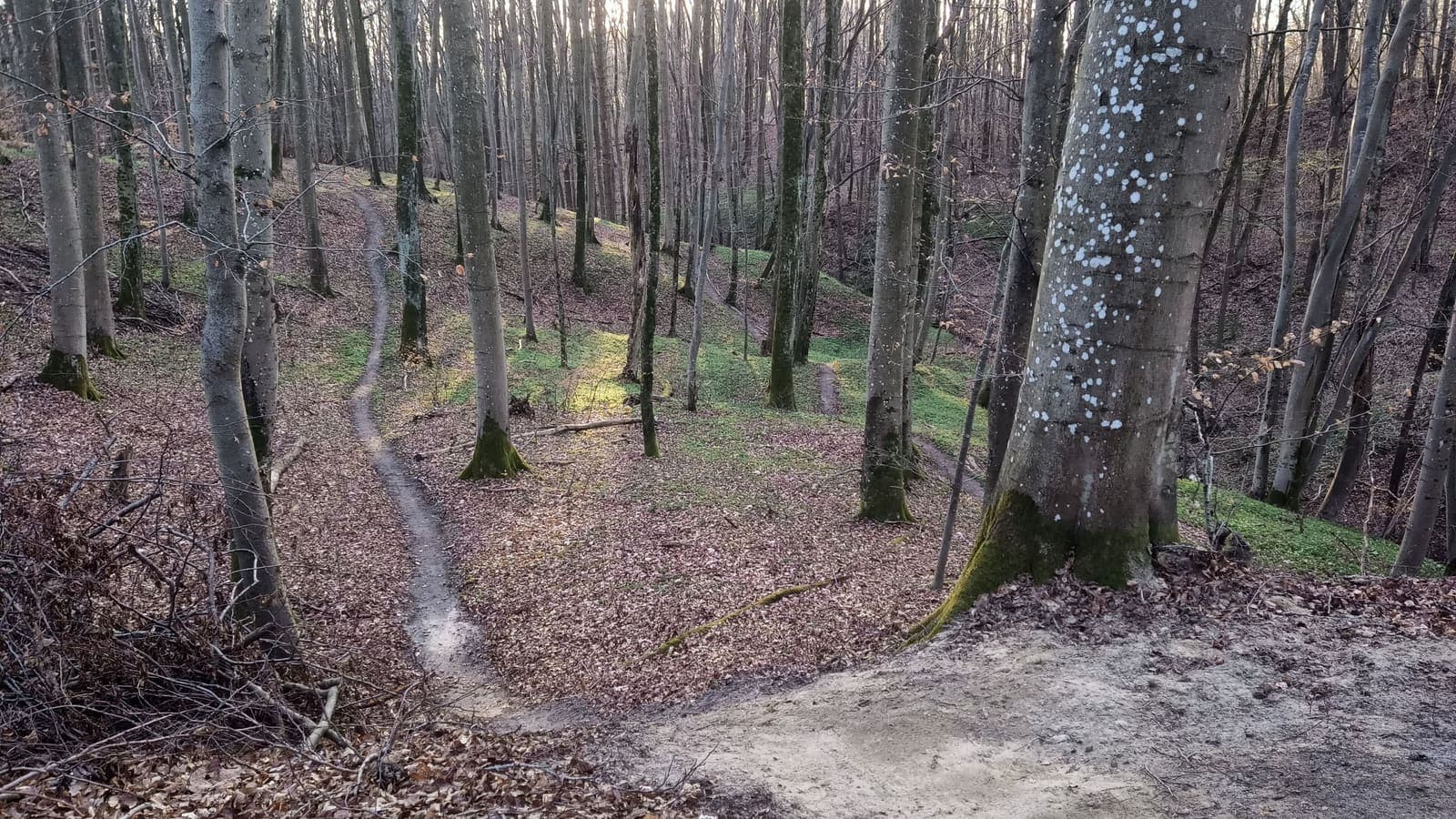 Elbląski Bikepark Truso — zdjęcie 16