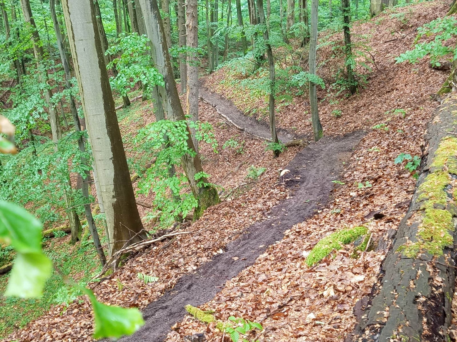 Elbląski Bikepark Truso — zdjęcie 27