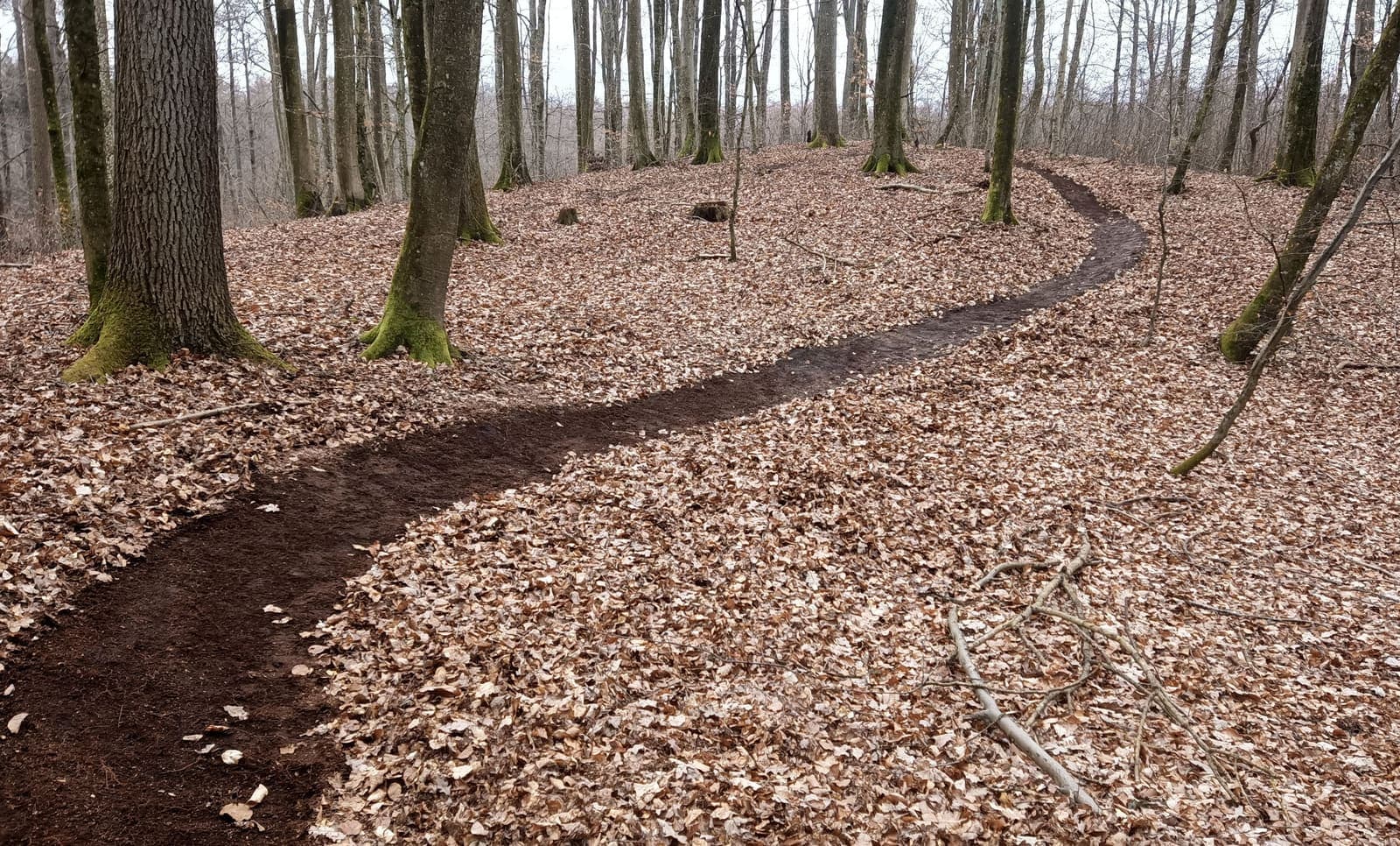 Elbląski Bikepark Truso — zdjęcie 22
