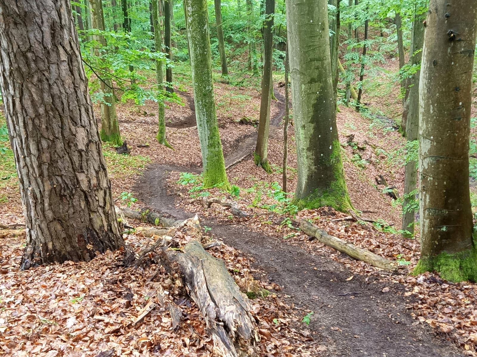 Elbląski Bikepark Truso — zdjęcie 28