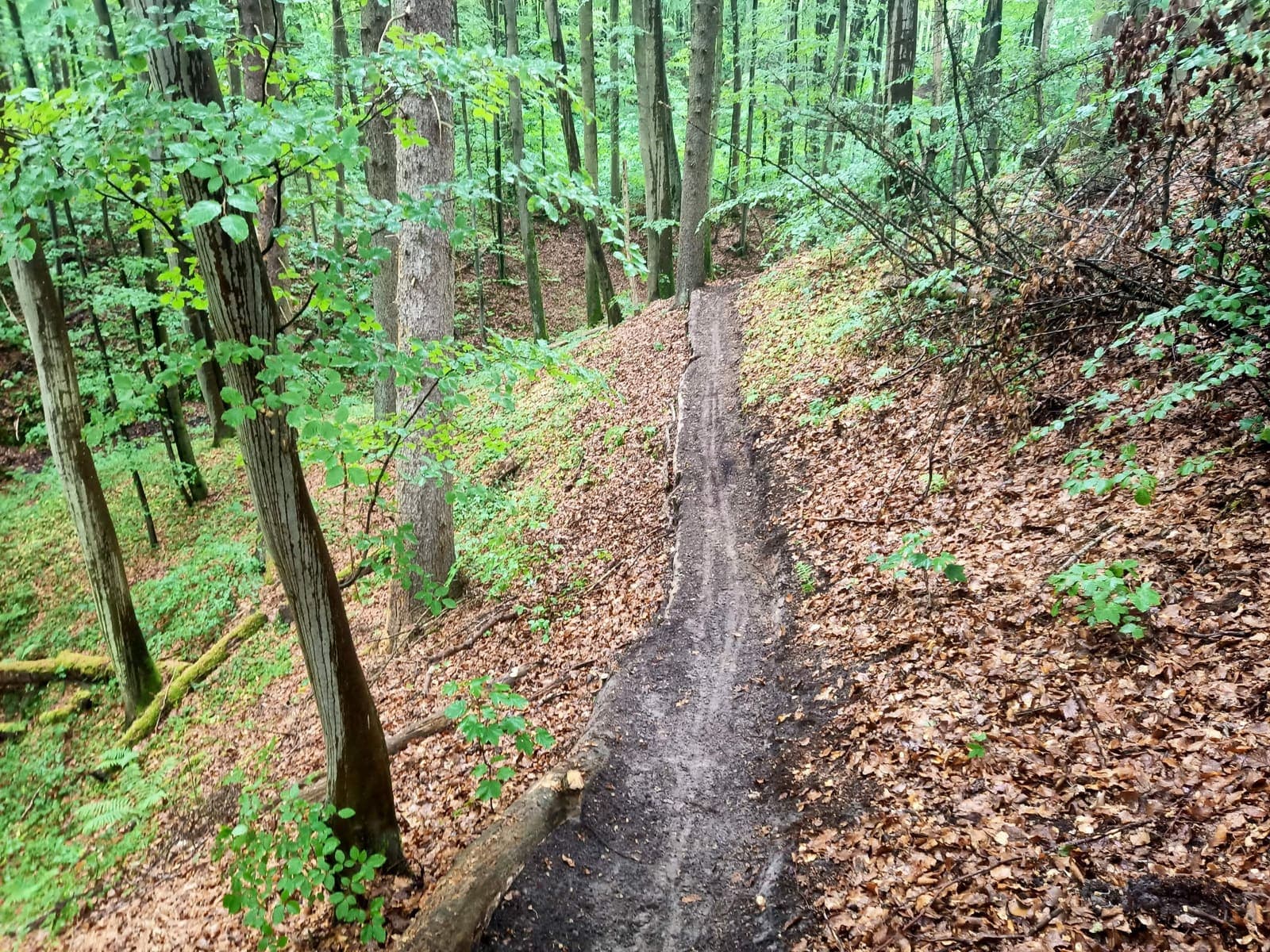 Elbląski Bikepark Truso — zdjęcie 29