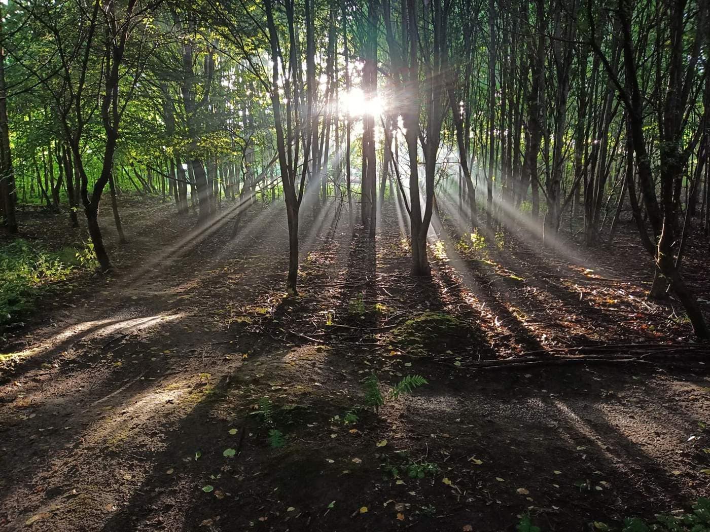Elbląski Bikepark Truso — zdjęcie 1