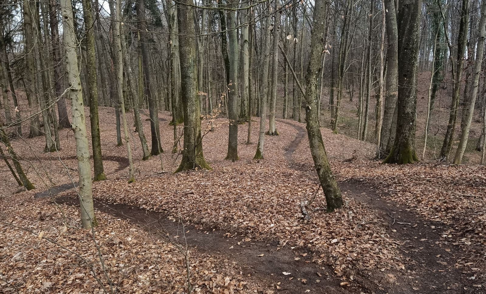 Elbląski Bikepark Truso — zdjęcie 21