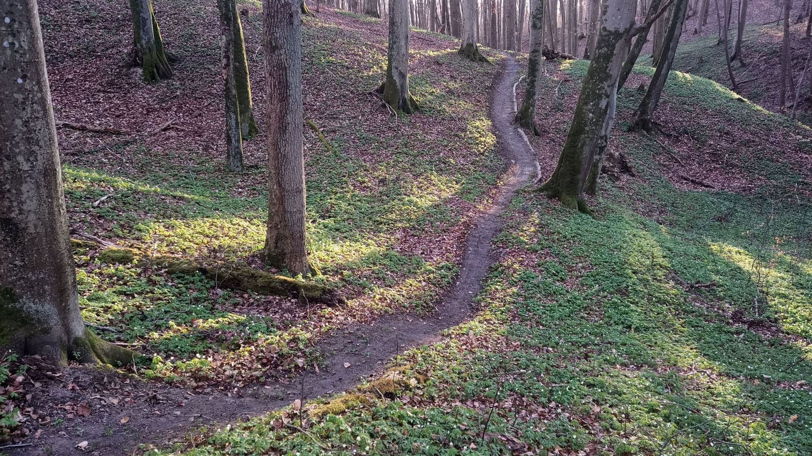 Elbląski Bikepark Truso — zdjęcie 17